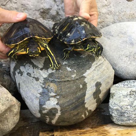 Pichler-Hof Lägenhet Predonico Exteriör bild